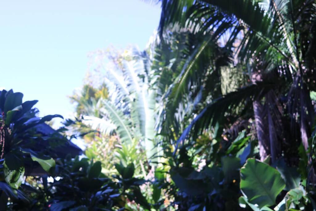 Beauty Tiny Walk To Sea Villa Port Douglas Eksteriør bilde